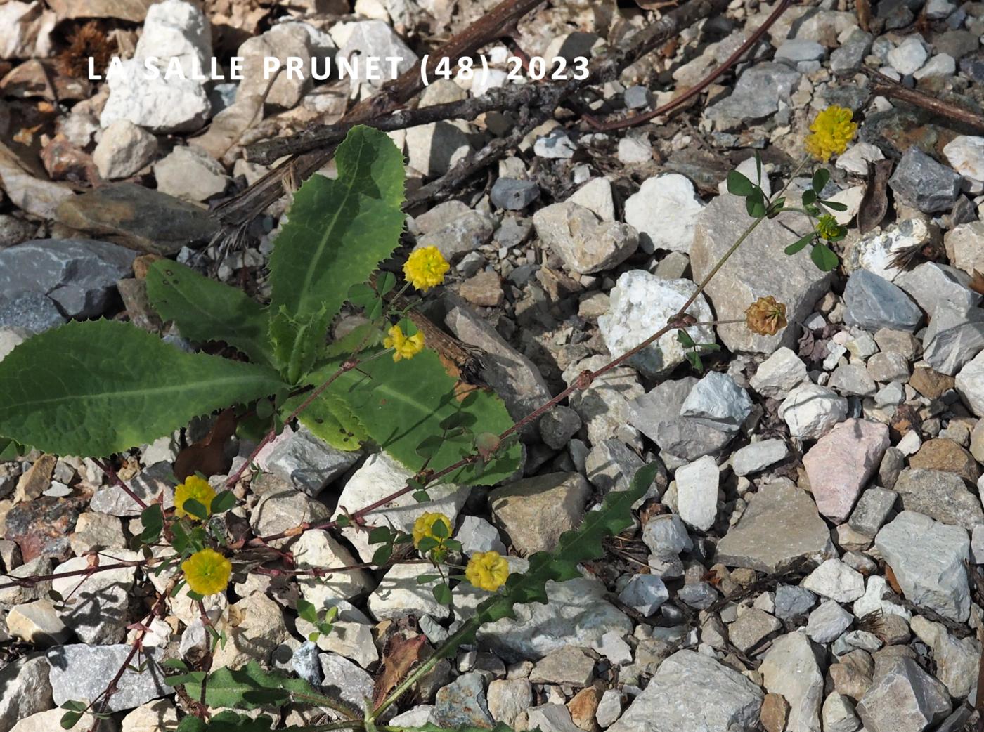 Trefoil, Hop plant